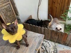 -喵屿·大理花园猫咖