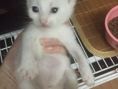 -爱侣宠医·鹦鹉专科·小型哺乳类·异宠专科(灵石路店)