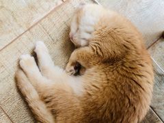 -东方名猫馆·英短金渐层布偶猫舍(环线广场1号楼店)