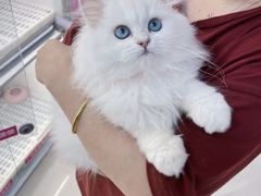 -lincat·猫舍(广州店)