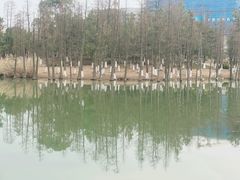 -瑶湖郊野森林公园