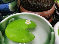 -云海肴·云南小炒·汽锅鸡(天津国金汇店)