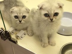 -十年猫舍·猫咪专门店(普陀店)