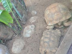 -海南热带野生动植物园
