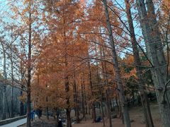 -白水寺森林公园