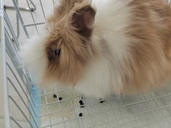 -怪兽屋·羊驼·猫咖·狗咖(俊华广场店)