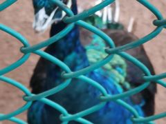 -广东茂名森林公园