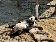 -西霞口神雕山野生动物世界