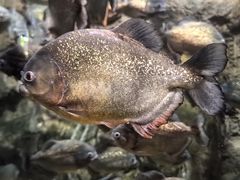 -瑞普利水族馆