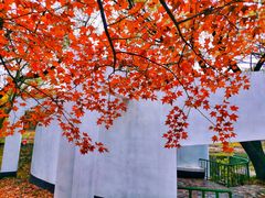 -上海共青森林公园