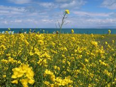 -青海湖国家重点风景名胜区