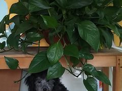 -爱侣宠医·鹦鹉专科·小型哺乳类·异宠专科(灵石路店)