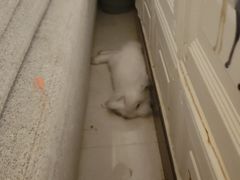 -宠物兔专门店(天丰利市场店)