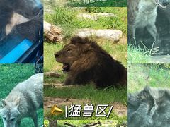 -北京野生动物园