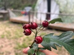 -北京山里寒舍度假酒店