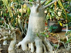 -国家植物园南园