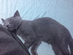 -喵的天空名猫咖啡馆·撸猫·猫舍·用品