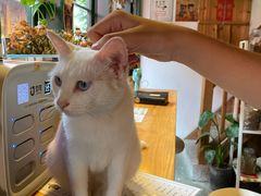 -新月集庭院咖啡馆(老邮局店)