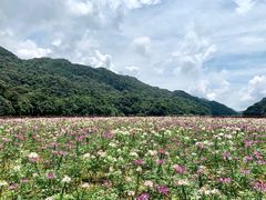 -广州市石门国家森林公园