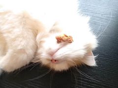 -平行世界·猫咖(首经贸店)