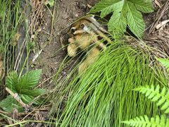 -五营红松林海景区
