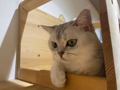 -滚猫咖啡·猫咖·猫友好撸猫(未来城店)