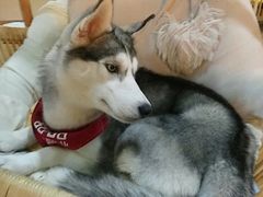 -Husky Go! 哈士奇体验馆·宠物咖啡厅狗咖