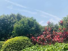 -大湾区中央湿地公园