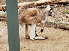 -可伦宾野生动物保护区