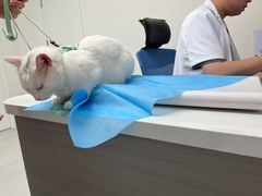 -喜多萌中农锦绣动物医院24H·猫科·牙科MRI·CT