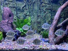 -上海海洋水族馆