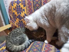 -喵屿·大理花园猫咖