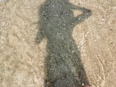 -珊瑚岛