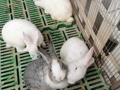 -史努比缤纷世界