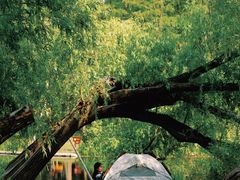 -上海共青森林公园