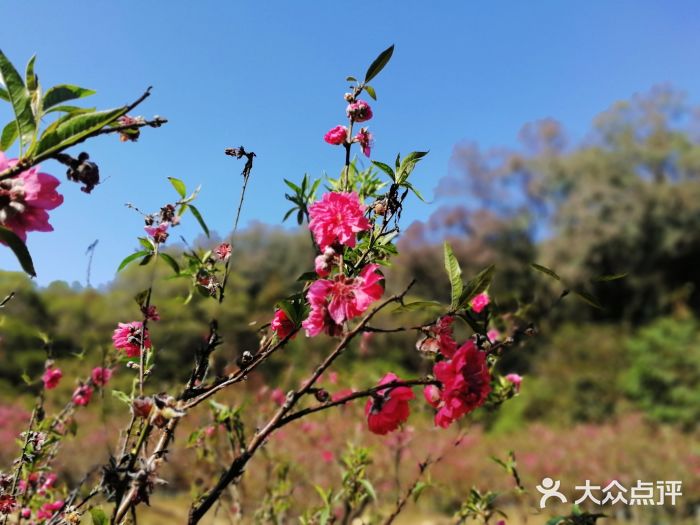 南国桃园旅游度假区图片