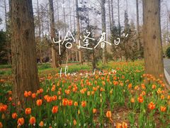 -东平国家森林公园