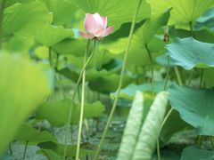 -莲湖公园