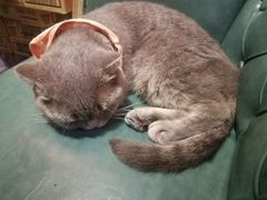 -猫色咖啡·猫咖