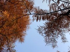 -番禺大夫山森林公园