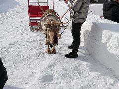 -中旅松花湖滑雪场