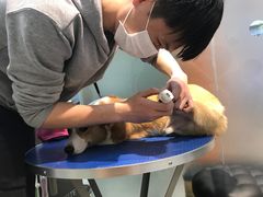 -PETKIT 小佩宠物·低压洗护·美容·寄养(安远店)