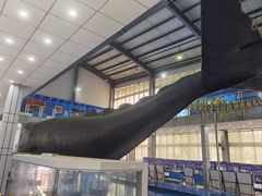 -上海海洋大学鱼文化博物馆(军工路校区)