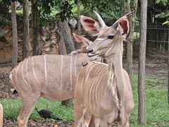 -清迈夜间动物园