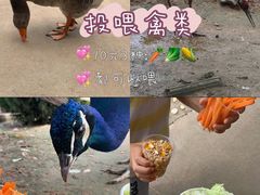-五龙山野生动物王国