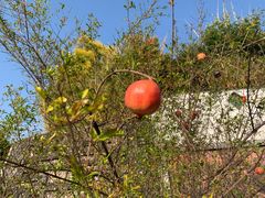 -广州神农草堂中医药博物馆