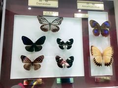 -上海昆虫博物馆