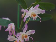 -国家植物园