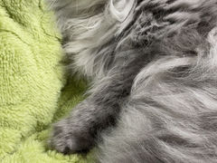 -老吴的猫·猫舍(新区店)