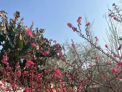 -桃源山庄·水蜜桃采摘·柴火鸡·烧烤团建(龙泉山店)